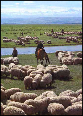 20080316-sheep in inner mong u wash.jpg